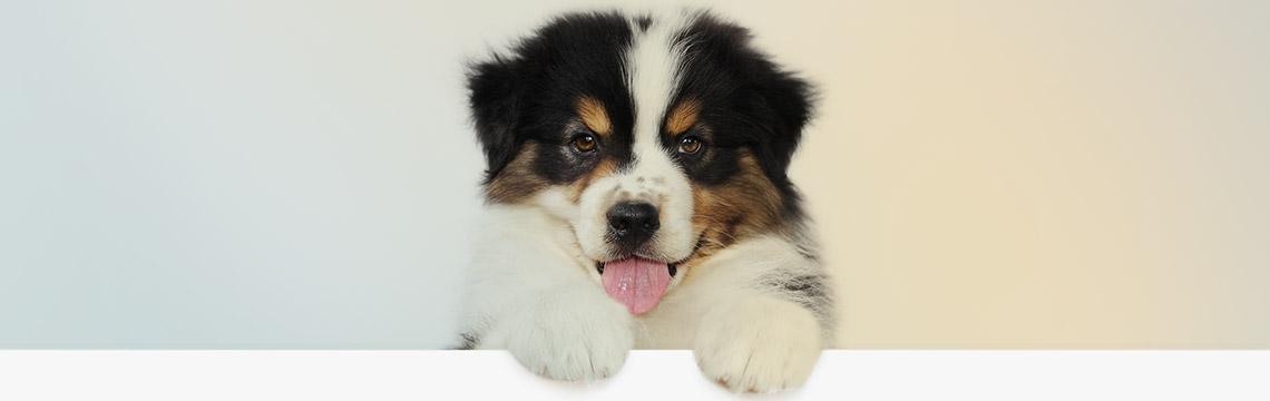 Are pets subject to sales tax?