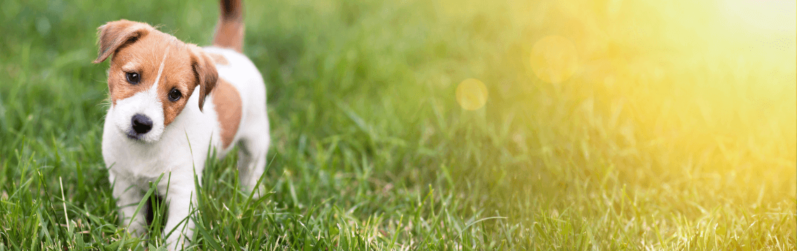 Pets: Love ’em and leave ’em – Wacky Tax Wednesday