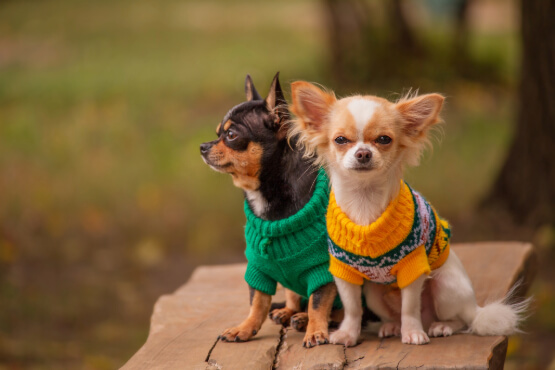 Dogs wearing sweaters.