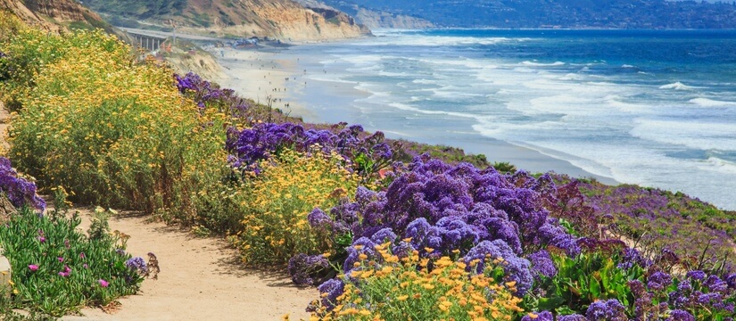 Purple and yellow wildflowers bloom along the Sea Cliff Coastal Trail in Del Mar, California, with a view of the Pacific Ocean.