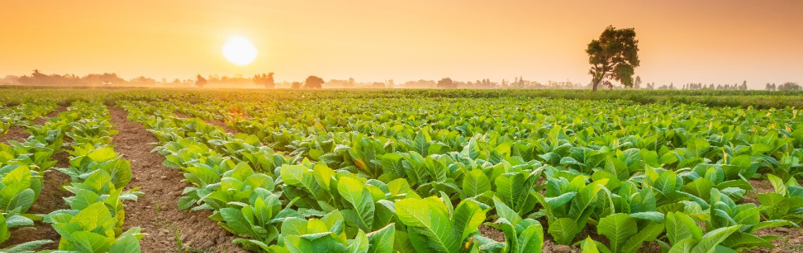 Lessons from tobacco and vape businesses leading in compliance