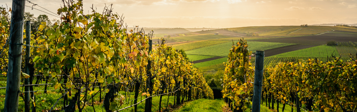 Multistate direct sales: A guide for wineries