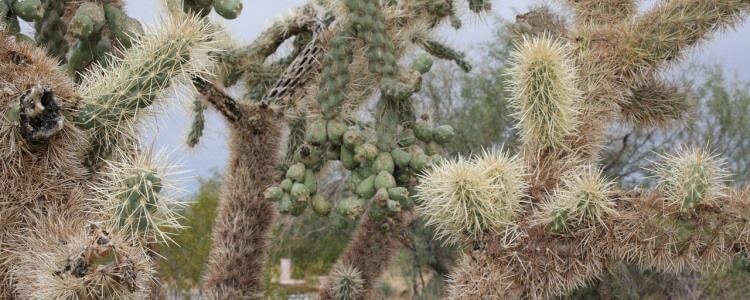 Arizona cactus