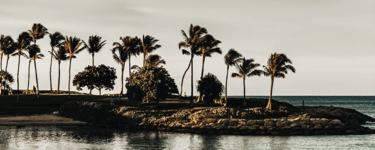 Hawaii palm trees